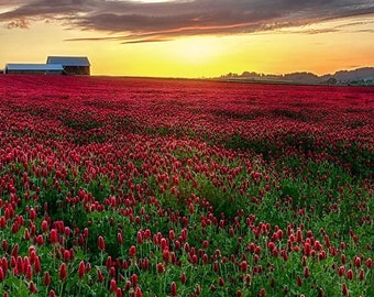 Bulk Crimson Clover, Organic seeds, Trifolium Incarnatum, Bee Loving Plants TR015C