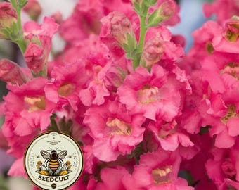 NEW! Madame Butterfly Rose Snapdragon Seeds, Double Flowering, Ruffled Antirrhinum Majus AN7225