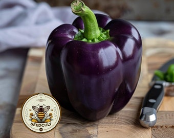 Purple Beauty Bell Pepper Seeds, Sweet Peppers, Capsicum Annuum, CS1325