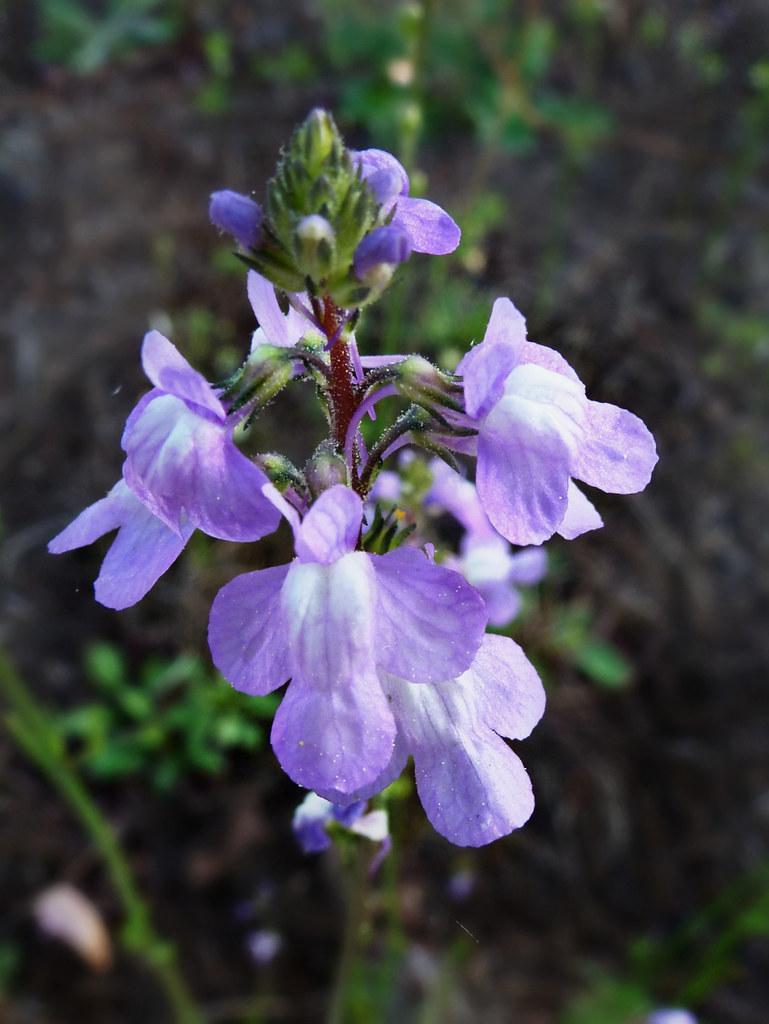 100 Blue Toadflax (Linaria Canadensis) Flower Seeds - Canadian Snapdragon, Free S/H On Combos