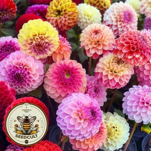 May include: A vibrant display of dahlias in various colors, including red, pink, yellow, and orange. The flowers have layered petals and are in full bloom. A circular logo with a bee and the text "SEEDCULT" is visible.