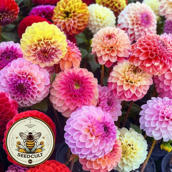 Pom Pon Dahlia Seeds, Dahlia Variablilis DH0125