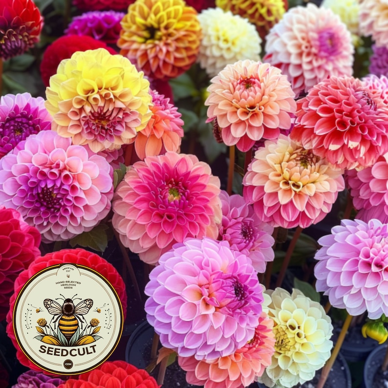 Puede incluir: Una vibrante exhibici&oacute;n de dalias en varios colores, incluyendo rojo, rosa, amarillo y naranja. Las flores tienen p&eacute;talos en capas y est&aacute;n en plena floraci&oacute;n. Un logotipo circular con una abeja y el texto "SEEDCULT" es visible.