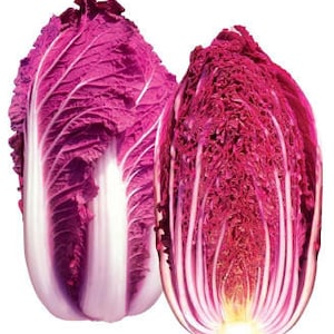 Red Dragon Chinese Cabbage Seeds, Organic Brassica rapa subsp. pekinensis, Napa Cabbage BR0420