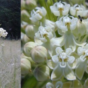 May include: A close-up of a cluster of white milkweed flowers. The flowers are arranged in a circular pattern and have a delicate, star-shaped appearance. The flowers are surrounded by green leaves and buds.