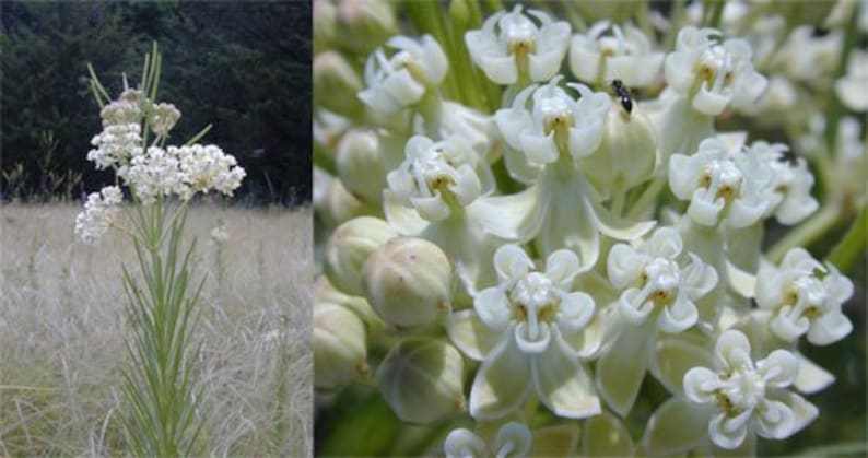 May include: A close-up of a cluster of white milkweed flowers. The flowers are arranged in a circular pattern and have a delicate, star-shaped appearance. The flowers are surrounded by green leaves and buds.