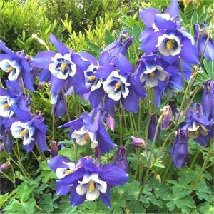 May include: A cluster of blue and white columbine flowers in bloom. The flowers have a delicate, bell-shaped appearance with five petals each. The flowers are surrounded by green foliage.