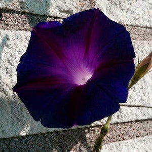 Rare Black Knight Morning Glory Seeds, Kniolas, Ipomoea Purpurea IP0110