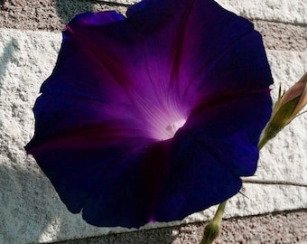 Rare Black Knight Morning Glory Seeds, Kniolas, Ipomoea Purpurea IP0110