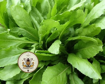 Sorrel Seeds, Broad Leaved Medieval Perennial Vegetables, Food Forest, Rumex Acetosa, RU705C