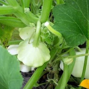 May include: Close-up of a pattypan squash plant. The image shows several small, pale green pattypan squashes growing among large green leaves and stems. Yellow squash blossoms are visible.
