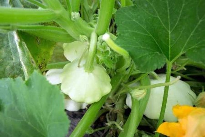 May include: Close-up of a pattypan squash plant. The image shows several small, pale green pattypan squashes growing among large green leaves and stems. Yellow squash blossoms are visible.