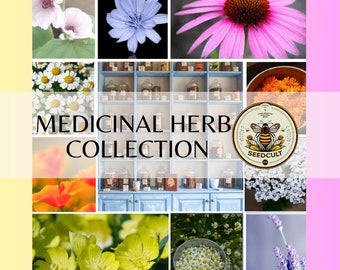 Medicinal Herb Seed Collection in Gift Box, Sampler Gift, 10 Individual Packs, 01MH10