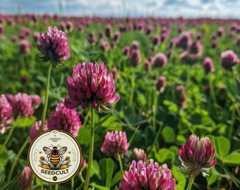 Bulk 650 Medium Red Clover Seeds, Trifolium Pratense, Bee Loving Plants TR0265C