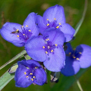 Ohio Spiderwort Seeds, Native Wildflowers, Tradescantia Ohiensis TD0150