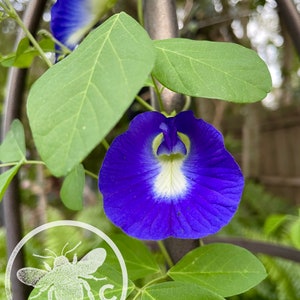 May include: Close-up of a vibrant blue butterfly pea flower with a white center, surrounded by green leaves. The flower is in full bloom, showcasing its intricate details. The image includes the text "SEEDCULT.COM" in a circular logo.