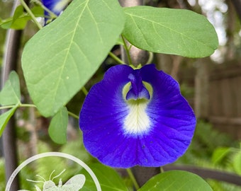 Organic Single Butterfly Pea Seeds, Organic Clitoria Ternatea, CL0110