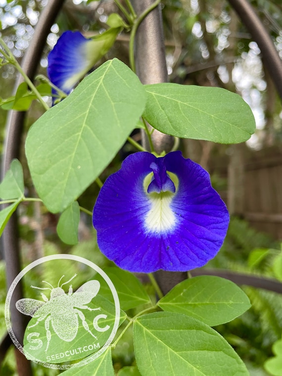 Organic Single Butterfly Pea Seeds, Organic Clitoria Ternatea, CL0110