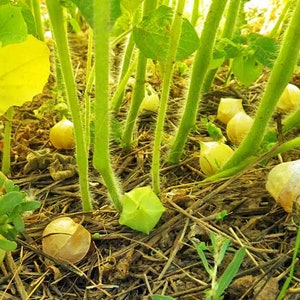Aunt Molly's Ground Cherry Seeds, Delicious fruit, Physalis Pruinosa PH0225 image 4