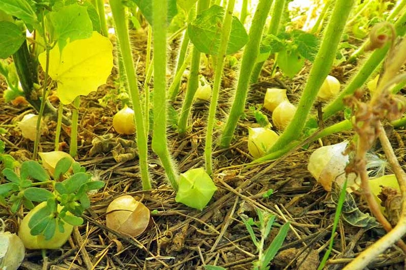 Aunt Molly's Ground Cherry Seeds, Delicious fruit, Physalis Pruinosa PH0225 image 4