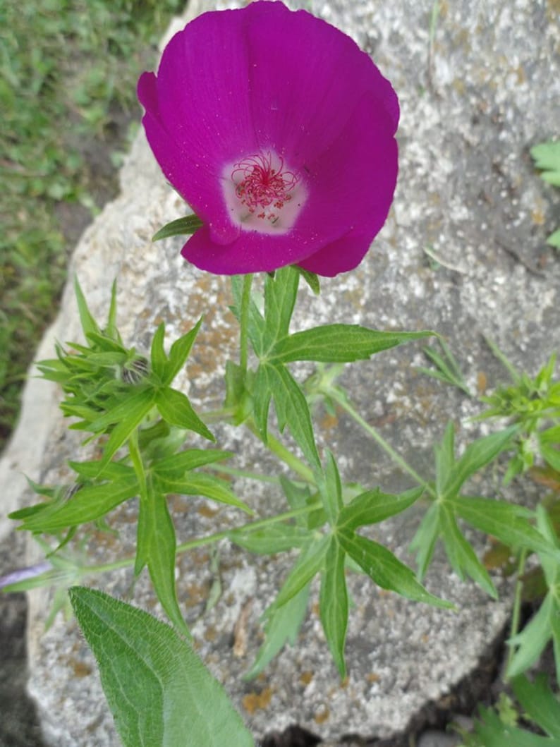 SeedCult Wine Cup Flower Seeds - Thumbnail 4