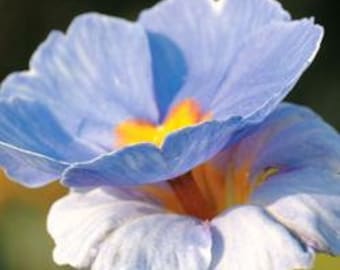 Rare You and Me Blue Primrose Seeds, Primula Tommasinii PM3510