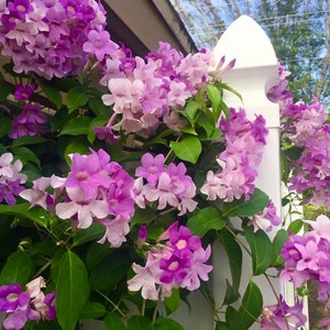 Stunning Purple Flowering Vine, Garlic Vine Seeds, Mansoa alliacea, formerly Bignonia Aequinoctialis, False Garlic MN0110 image 1