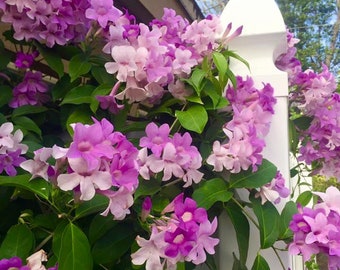 Stunning Purple Flowering Vine, Garlic Vine Seeds, Mansoa alliacea, formerly Bignonia Aequinoctialis, False Garlic MN0110