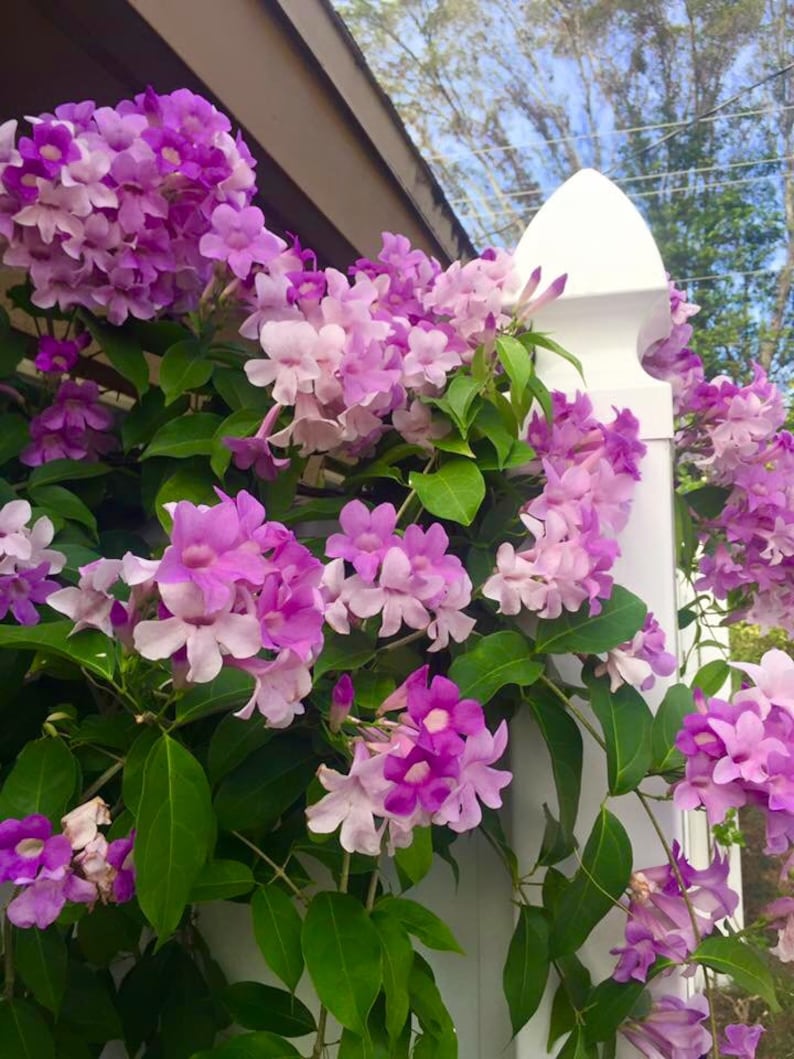 Stunning Purple Flowering Vine, Garlic Vine Seeds, Mansoa alliacea, formerly Bignonia Aequinoctialis, False Garlic MN0110 image 1