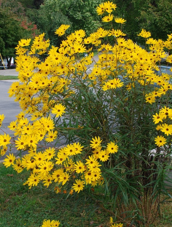 50 Swamp Sunflower Seeds, Florida, Alabama,Mississippi, Louisiana, Georgia Native Helianthus Angustifolius, HS0150