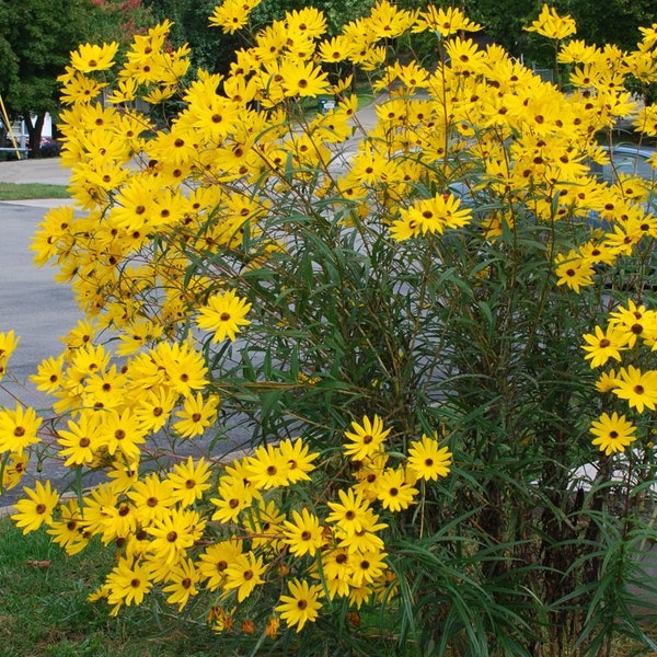 NEW! 50 Swamp Sunflower Seeds, Florida, Alabama,Mississippi, Louisiana, Georgia Native Helianthus Augustifolius, HS0150