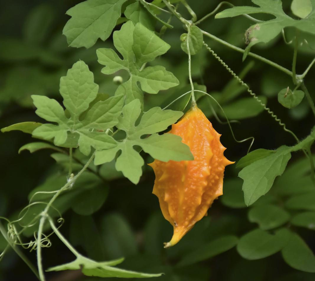 Bitter Gourd Seeds, Medicinal Orange Momordica Charantia, Bitter