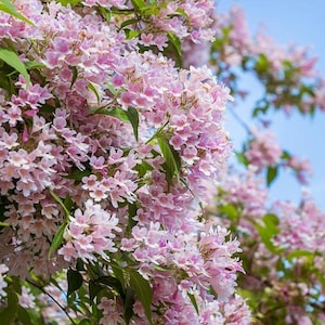 Beauty Bush Seeds, Kolkwitzia Amabilis KO0115