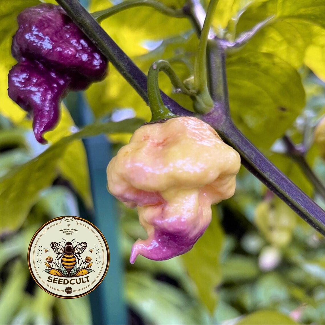 NEW! 5 Jay's Pink Lemon Reaper Pepper Seeds, Capsicum Chinense CH4005 ...