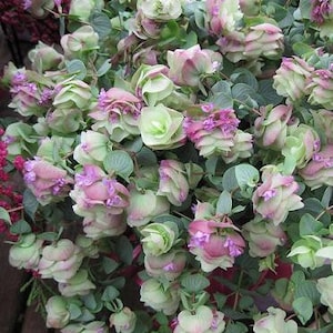 Puede incluir: Primer plano de un ramo de flores rosas y verdes. Las flores est&aacute;n dispuestas en un racimo y tienen un aspecto delicado y en capas.