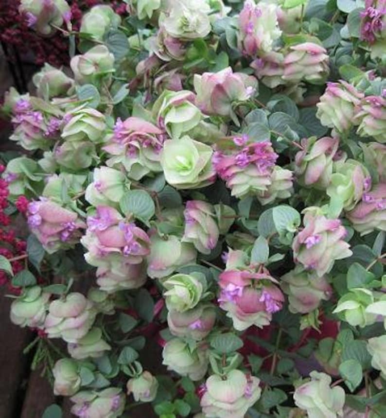 Puede incluir: Primer plano de un ramo de flores rosas y verdes. Las flores est&aacute;n dispuestas en un racimo y tienen un aspecto delicado y en capas.