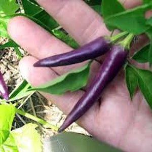 May include: Two purple chili peppers hanging from a plant. The peppers are about 5 inches long and have a slightly curved shape.