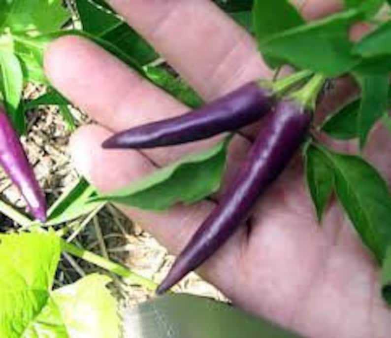 May include: Two purple chili peppers hanging from a plant. The peppers are about 5 inches long and have a slightly curved shape.