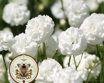 Marshmallow Yarrow Seeds, Achillea Ptarmica, Soft Fluffy Blooms, AC0425P