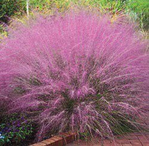 30 Pink Muhly Grass Seeds Perennial Muhlenbergia Capillaris -  Portugal