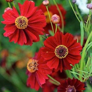 Bulk Dwarf Red Plains Coreopsis Seeds, Coreopsis Tinctoria Dwarf, North American Native Wildflowers CO431