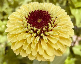 Queeny Lemon Peach Zinnia Seeds, Zinnia Elegans, Queen Series ZE0710