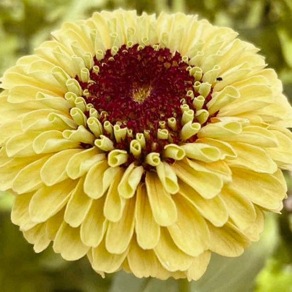 Queeny Lemon Peach Zinnia Seeds, Zinnia Elegans, Queen Series ZE0710