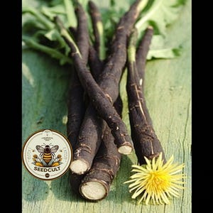 NEW! Black Salsify Seeds, Medieval Food Forest, Scorzonera Hispanica, SC901C