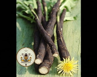 NEW! Black Salsify Seeds, Medieval Food Forest, Scorzonera Hispanica, SC901C
