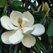 see more listings in the Tree/Bonsai Seeds section