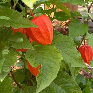 Chinese Lantern seeds, Physalis alkekengi, Red, Orange, Yellow, Green, Strawberry Ground Cherry PH0125R image 8