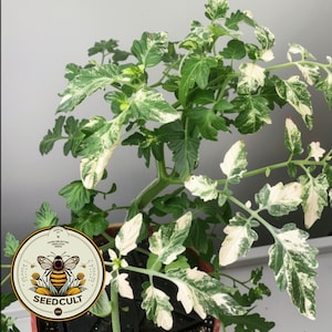 Variegated Tomato Seeds, Solanum Lycopersicum LY1420