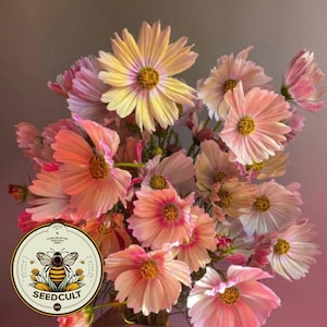 Apricot Lemonade Cosmos Seeds, Cosmos Bippinatus CO0125