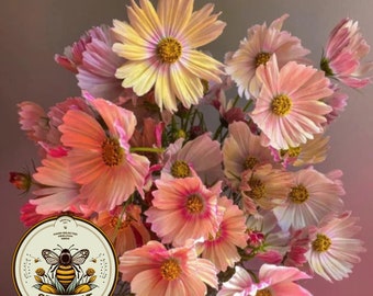 Apricot Lemonade Cosmos Seeds, Cosmos Bippinatus CO0125